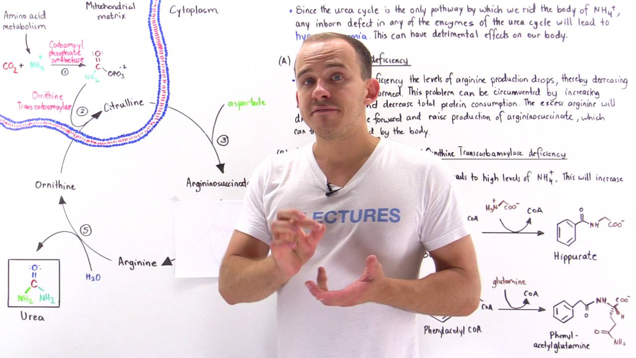 Defects in Urea Cycle and Hyperammonemia - YouTube