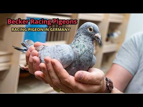 SG Becker Racing Pigeons – The Powerful HEN System That Won 4 German Championships
