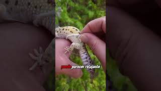 Por qué no deberías quitar la piel de los geckos? 🦎😨🤨