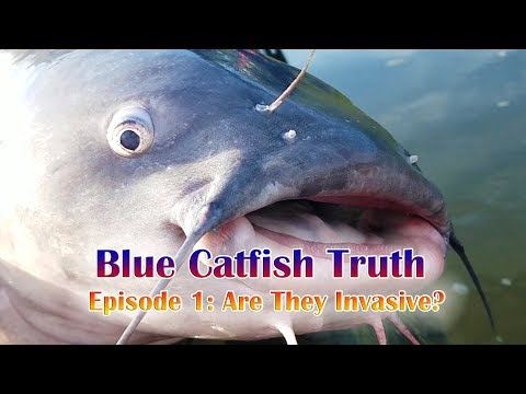 Blue Catfish Truth Episode 1: Are They Invasive?