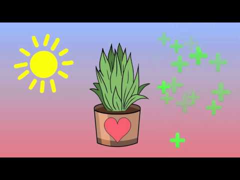 Växtinredning med Luwasa