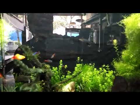 Discus fish planted aquarium