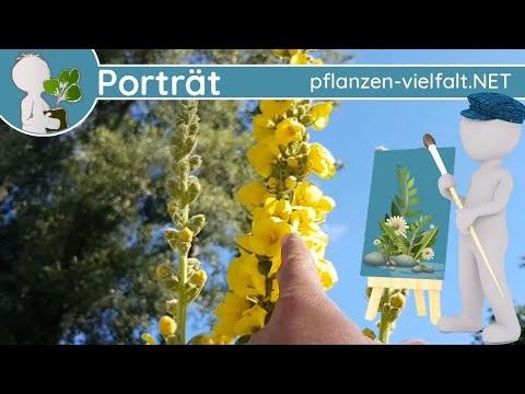 🖼️ Porträt 123 - Großblütige Königskerze (Verbascum densiflorum) - Steckbrief (Essbar)