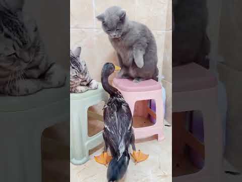 cats Vs Animal 🤣😦#cats #cutecats #foryou #Funnytiktok #funnyvideos #catlover #funnypets #viral