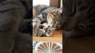 A bouquet of paws #snuggly #cat #cute #funnycats