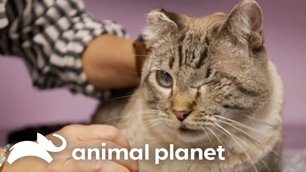 Most Emotional Rescue Stories | The Vet Life | Animal Planet