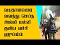 தஞ்சை அல்லி மல்லி கரகாட்டரசிகனை வச்ச