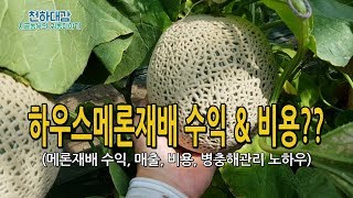메론재배 수익 매출 비용 병충해관리 멜론농사 귀농귀촌작물
