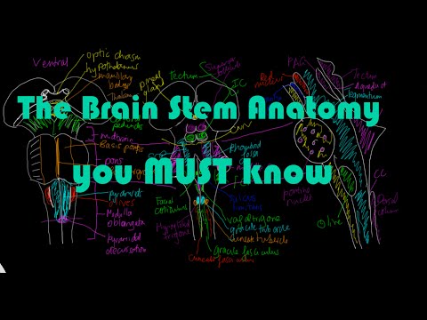 Brain stem Anatomy #1 - All the major structures you MUST know