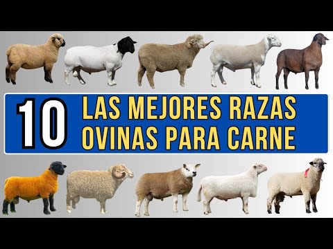 , title : '10 mejores razas ovinas para carne del mundo.'