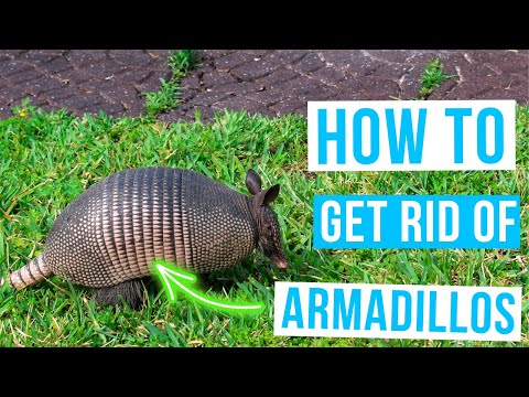 How to GET RID OF ARMADILLOS | Save your yard now!