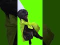 Cat Wizard Laughing Green Screen Cat Greenscreen