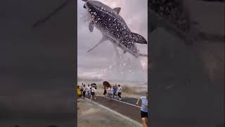 Download lagu #wheel #fish #short #shorts #usa #public #reel #reels #instagram #facebook youtube #whatsapp #status mp3 Download lagu #wheel #fish #short #shorts #usa #public #reel #reels #instagram #facebook youtube #whatsapp #status mp3