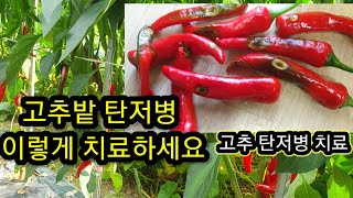 고추밭 탄저병 이렇게 치료하세요