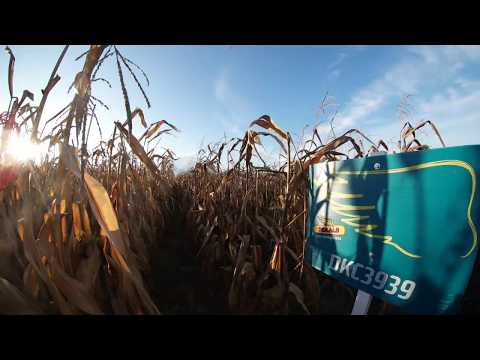 Dekalb DKC3939 kukorica vetőmag KukoricaVetőmag.hu Kft. 2017