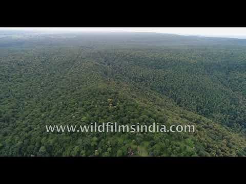 Fly over Panna's critical tiger habitat with thick forests in Vindhya range of Madhya Pradesh
