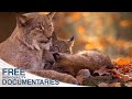 The Lynx - Spectacular Wildlife and a rare Hunter in the Bohemian Forest