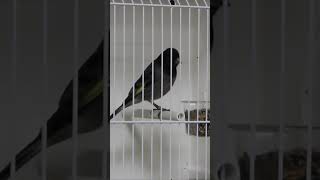 Download lagu Black Siskin Mule - Stafford Spring Bird Show 2023 #shorts mp3