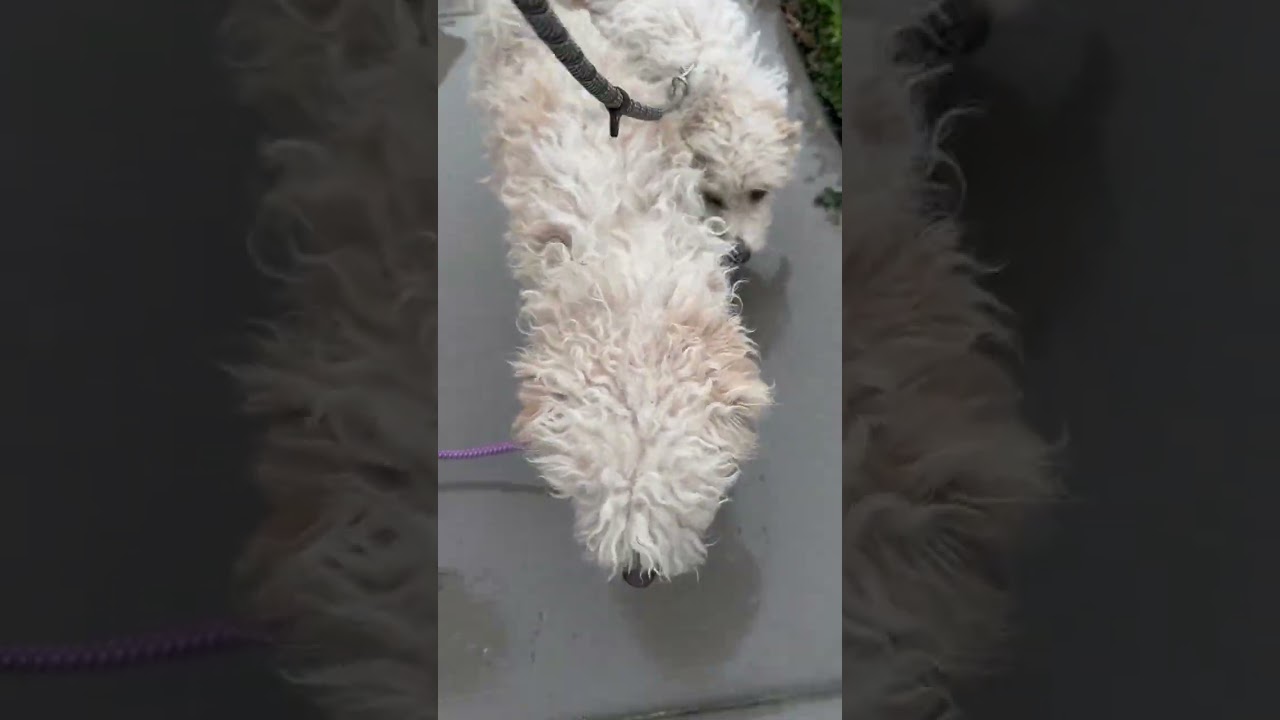 Enlarge Mr. Fluffy Marciano, an adopted mixed breed in Vancouver, BC video 6/6