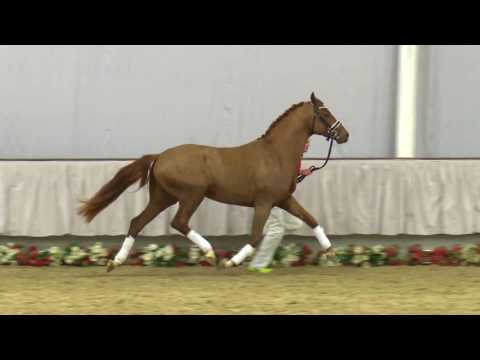 42  For Fashion Hengst v. For Romance I - Dresemann