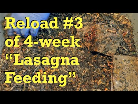 3rd "lasagna layer reload" in 45-day ANC worm bin - vermicompost