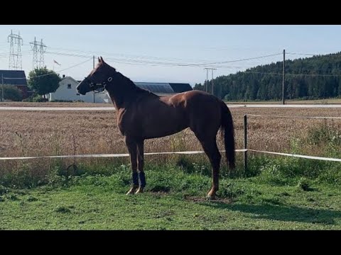 Vlog³  Fifty Shares - fra galopp til.....