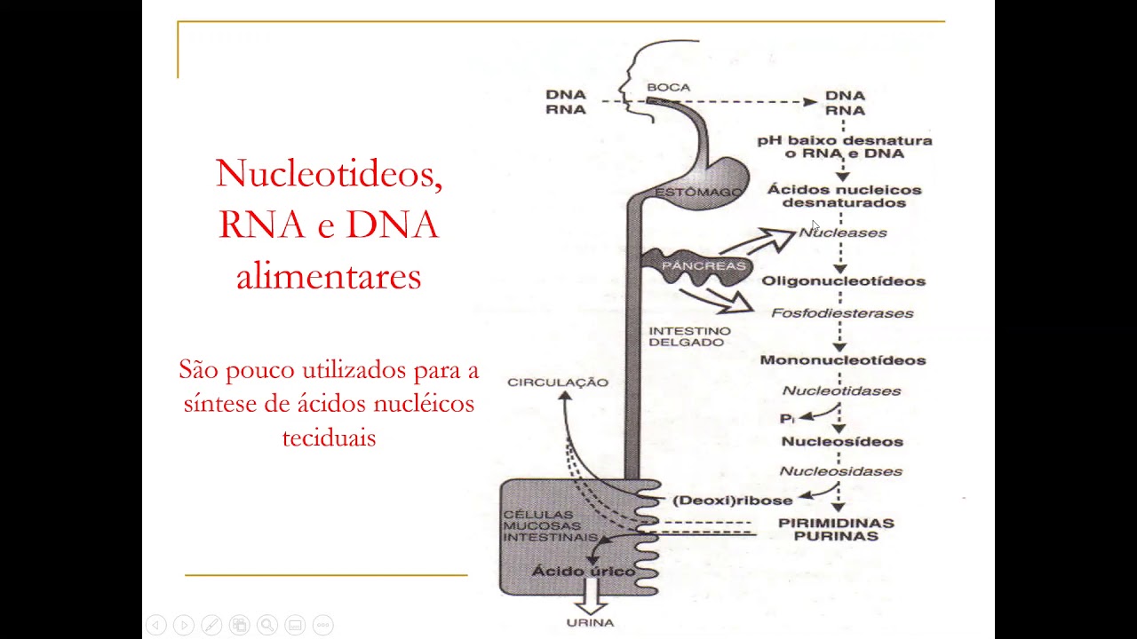 Catabolismo ácidos nucleicos (ensino superior)