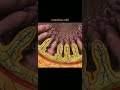 Small Intestine Anatomy Biology Anatomy 3danimation