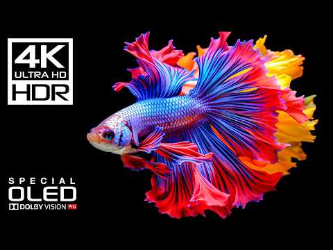 Amazing Underwater in 4K Videos | Dolby Vision HDR 4K 120FPS