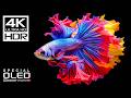 AMAZING UNDERWATER IN 4K VIDEOS | DOLBY VISIO ..