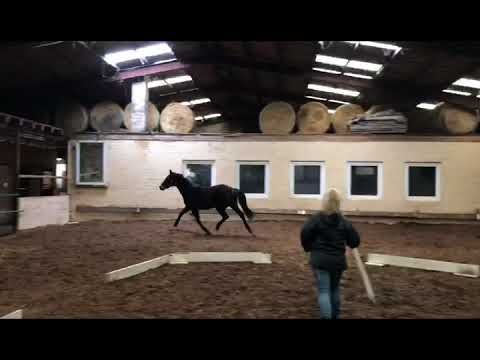 Stute v Don martillo x Royal HIT *2018 Halle