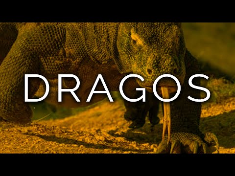 1259-IT Adam, DRAGOS - Ipnosi Esoterica ∞ Lucio Carsi