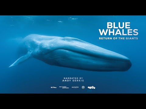 Blue Whales: Return of the Giants at the Fleet Science Center