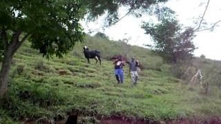preview picture of video 'Caindo com a vaca'