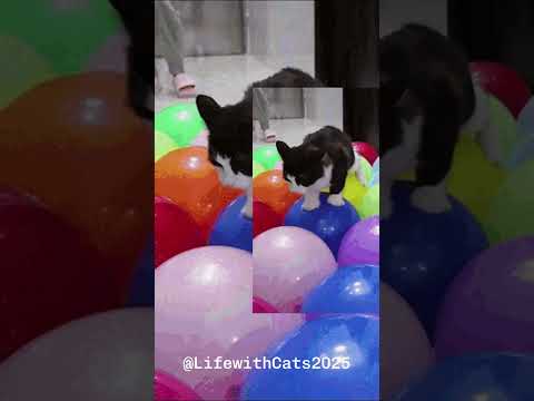 High School 🐾 | Nicki Minaj x Cats Edition 😼🔥