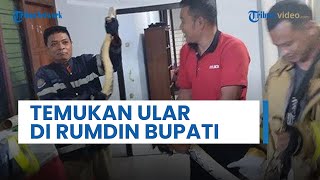 Kesaksian Sosok yang Temukan Ular di Rumdin Bupati Wonogiri: Bermula dari Saluran Mampet