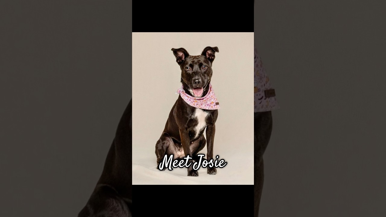 Enlarge Josie, a Adoptable mixed breed in St. Louis, MO video 6/6