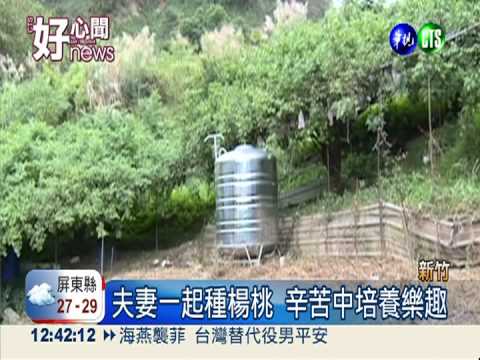 嬤種楊桃扶持中風夫 "郝"心促銷!