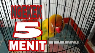 Download lagu RORO | MASTERAN LOVEBIRD 5 MENIT mp3