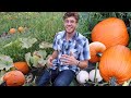 My Pumpkin Patch WORKED!? Growing Pumpkins, Complete Garden Tour
