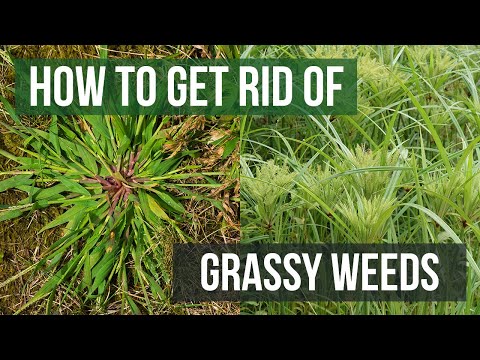 How to Get Rid of Grassy Weeds: Lawn Care Tips