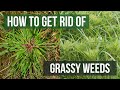 How to Get Rid of Grassy Weeds: Lawn Care Tips