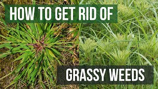 How to Get Rid of Grassy Weeds: Lawn Care Tips