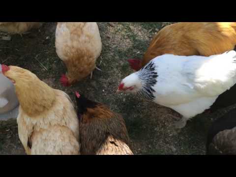 YouTube video about: Where to buy fish meal for chickens?