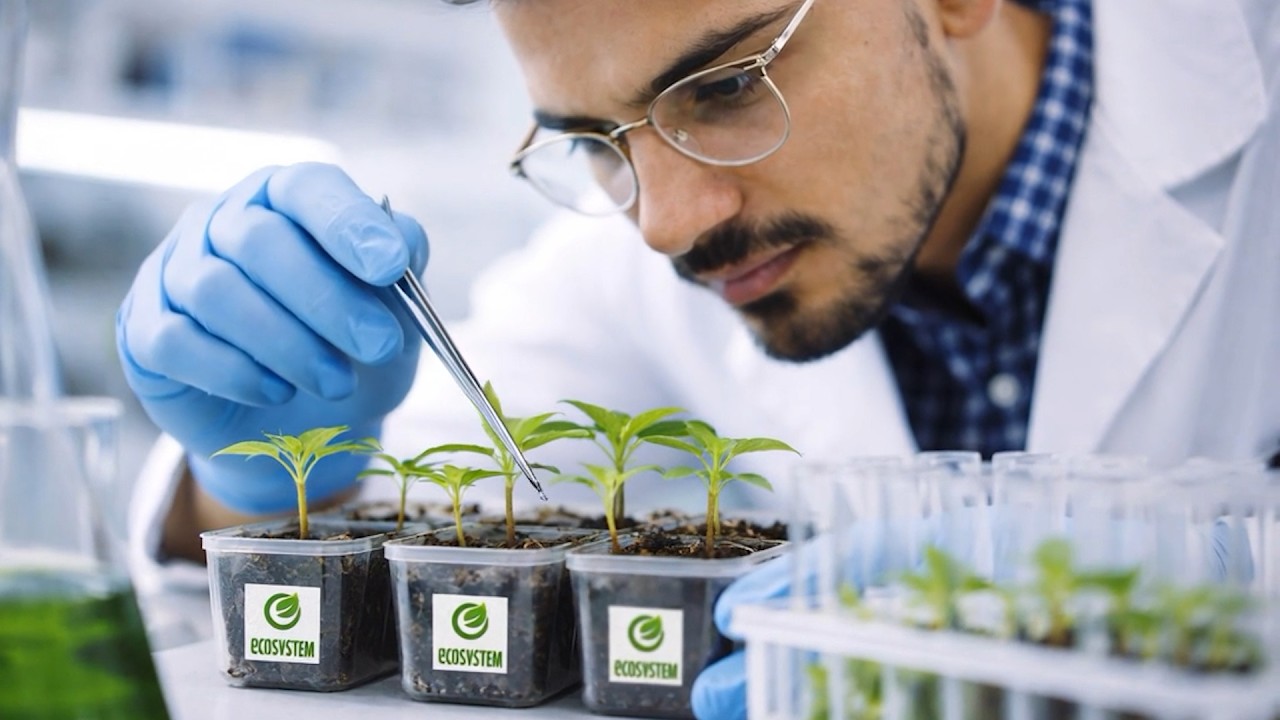 Descripción del Video