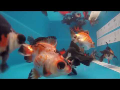 KOI 13 -- Butterflytail 12-14 cm *392