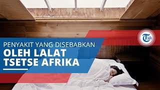 Penyakit Tidur Tripanosomiasis, Gangguan atau Infeksi Akibat Lalat Tsetse Asal Afrika Selatan