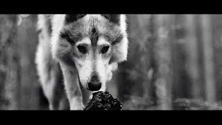 Creator Made an Animal Music Video