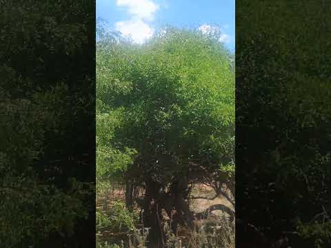 #Do Nordeste para o Mundo. #Curaca. #Bahia. #Nordeste. #Brasil.