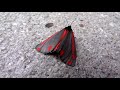 Cinnebar Moth and Siren, Copenhagen 2012